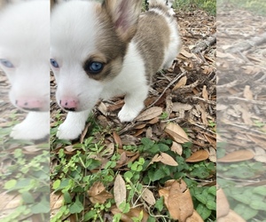 Pembroke Welsh Corgi Puppy for sale in BRANDON, FL, USA