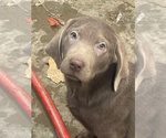 Small #11 Labrador Retriever