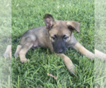 Small Photo #1 Malinois Puppy For Sale in BURBANK, WA, USA