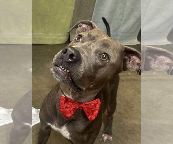 Medium Photo #8 American Pit Bull Terrier-Labrador Retriever Mix Puppy For Sale in Lewistown, PA, USA