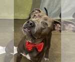 Small #7 American Pit Bull Terrier-Labrador Retriever Mix