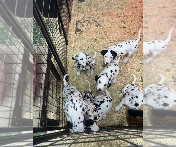 Medium Photo #5 Dalmatian Puppy For Sale in WILLIAMSBURG, OH, USA