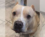 Small American Staffordshire Terrier Mix