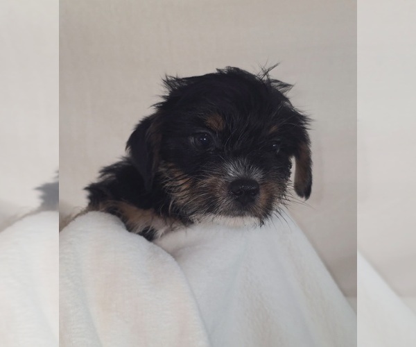 Medium Photo #1 Yorkshire Terrier Puppy For Sale in AZLE, TX, USA