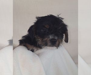 Yorkshire Terrier Puppy for sale in AZLE, TX, USA