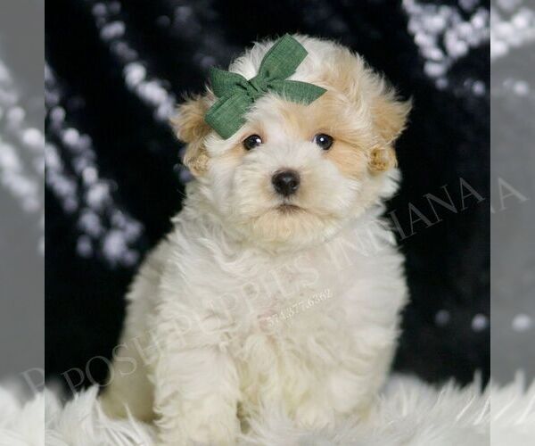 Medium Photo #2 Maltipoo Puppy For Sale in WARSAW, IN, USA