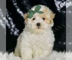 Small #1 Maltipoo
