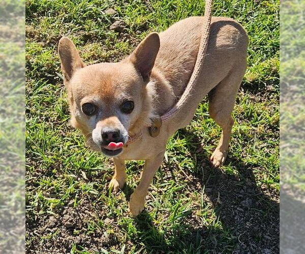 Medium Photo #1 Chihuahua Puppy For Sale in Camarillo, CA, USA