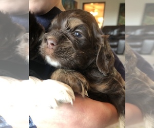 Cocker Spaniel Puppy for sale in ISANTI, MN, USA