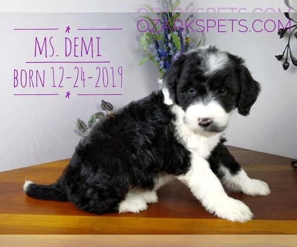 Medium Photo #2 Sheepadoodle Puppy For Sale in SEYMOUR, MO, USA