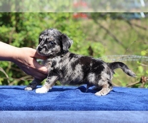 Poodle (Toy)-YorkiePoo Mix Puppy for sale in DYERSBURG, TN, USA