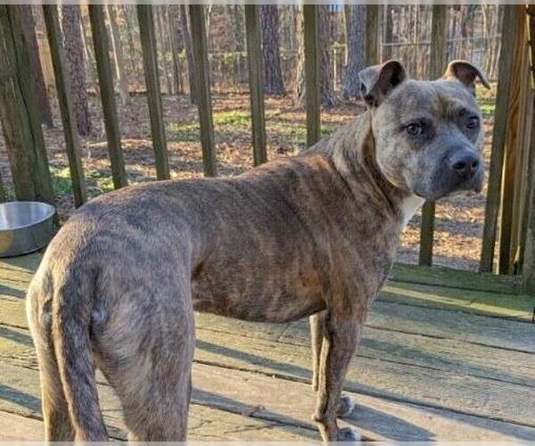 Medium Photo #5 American Pit Bull Terrier-Unknown Mix Puppy For Sale in Cary, NC, USA
