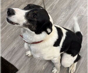 Border Collie Dogs for adoption in Emmett, ID, USA