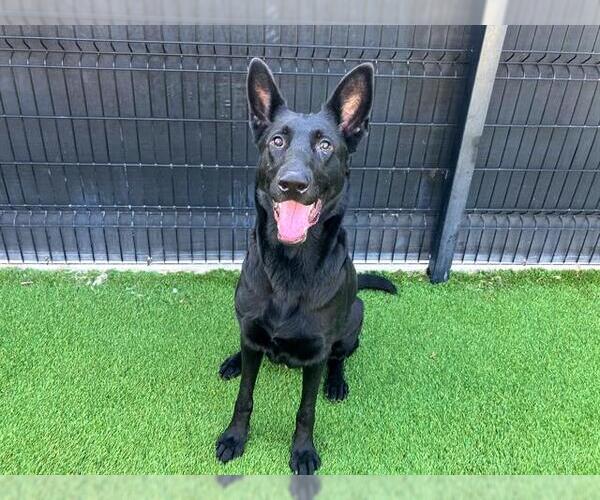Medium Photo #2 German Shepherd Dog Puppy For Sale in Orange, CA, USA