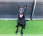 Small #1 German Shepherd Dog