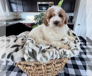 Goldendoodle Puppy for sale in INDIANAPOLIS, IN, USA