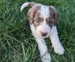 Puppy Chester Goldendoodle