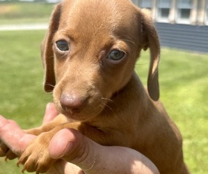 Dachshund Puppy for sale in CONCORDIA, MO, USA