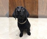 Small Photo #2 Labrador Retriever Puppy For Sale in DEER PARK, WA, USA
