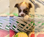 Small Photo #5 Chihuahua Puppy For Sale in NEWVILLE, PA, USA