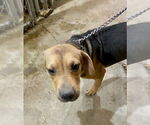 Small Black and Tan Coonhound-Labrador Retriever Mix