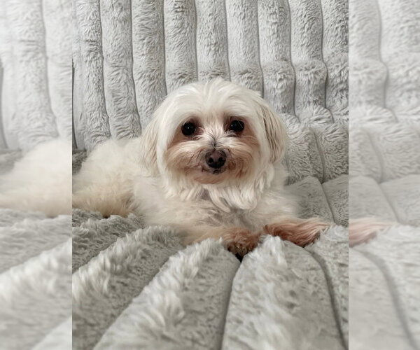 Medium Photo #1 Maltese Puppy For Sale in Foristell, MO, USA
