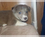 Small #33 Australian Shepherd-Pembroke Welsh Corgi Mix