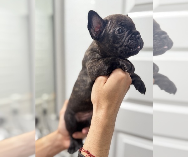 Medium Photo #18 French Bulldog Puppy For Sale in LAVEEN, AZ, USA