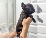 Small Photo #18 French Bulldog Puppy For Sale in LAVEEN, AZ, USA
