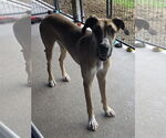 Small #1 Great Dane