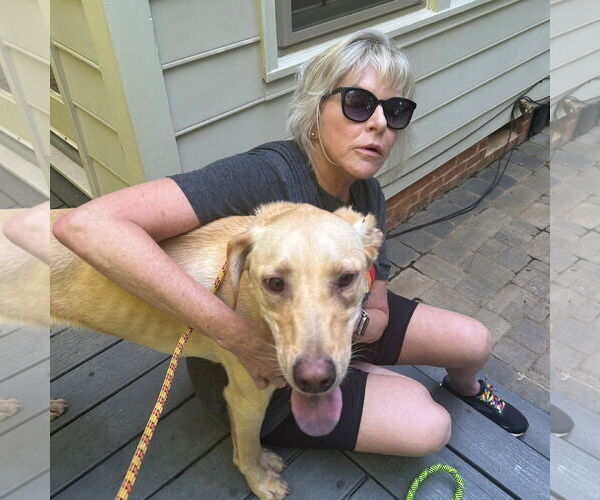 Medium Photo #6 Labrador Retriever-Unknown Mix Puppy For Sale in Holly Springs, NC, USA