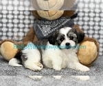 Image preview for Ad Listing. Nickname: Doc