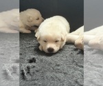 Litter of 6 - Male(s) and Female(s) German Shepherd DogLitter of Puppies for Sale - Photo #9