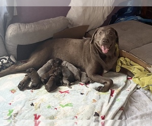 Mother of the Labrador Retriever puppies born on 07/29/2022