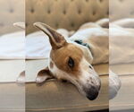 Small #12 American Foxhound Mix