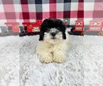 Small Photo #2 Maltipoo Puppy For Sale in GREENWOOD, IN, USA
