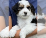 Puppy 3 Bernedoodle