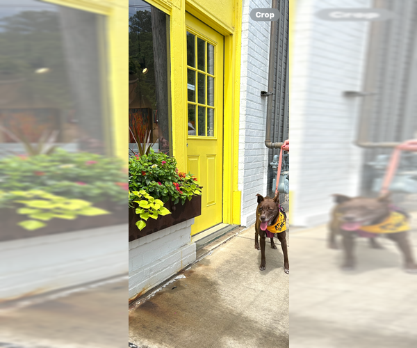 Medium Photo #7 Mutt Puppy For Sale in Candler, NC, USA