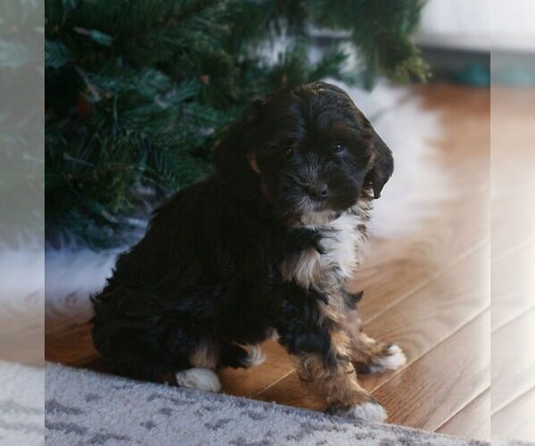 Medium Photo #3 Bernedoodle (Miniature) Puppy For Sale in NEW HOLLAND, PA, USA