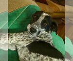 Small #1 Mutt