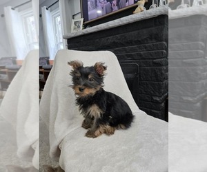 Yorkshire Terrier Puppy for sale in GRAND RAPIDS, MI, USA