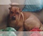 Small Photo #1 Chihuahua-Chinese Shar-Pei Mix Puppy For Sale in LEETONIA, OH, USA