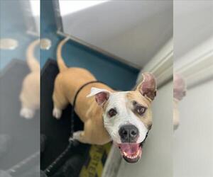American Bulldog-Unknown Mix Dogs for adoption in Fort Collins, CO, USA