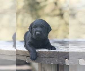 Labrador Retriever Puppy for Sale in COON VALLEY, Wisconsin USA