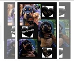 Puppy Puppy 3 Rottweiler