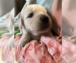 Small Photo #18 Golden Retriever Puppy For Sale in ORCHARD, NE, USA