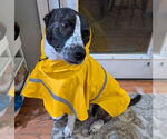 Small #9 American Pit Bull Terrier-Saint Bernard Mix