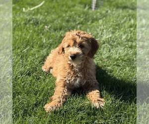 Goldendoodle (Miniature) Puppy for sale in LITITZ, PA, USA