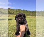 Puppy Cheeks Mastiff