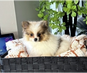 Pomeranian Puppy for sale in FRANKLIN, IN, USA